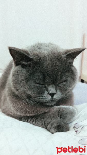 British Shorthair, Kedi  Amon fotoğrafı