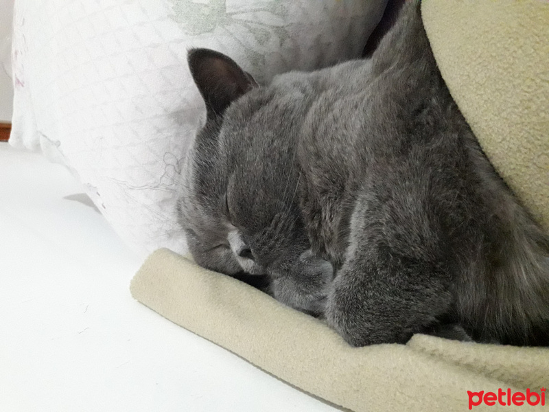 British Shorthair, Kedi  Amon fotoğrafı