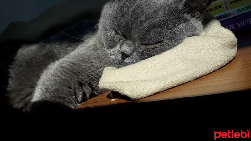 British Shorthair, Kedi  Amon fotoğrafı