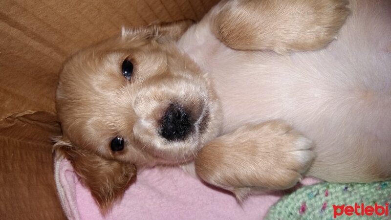 Amerikan Cocker Spaniel, Köpek  Paşa fotoğrafı