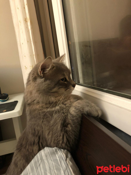 Tekir Kedi, Kedi  Asil fotoğrafı