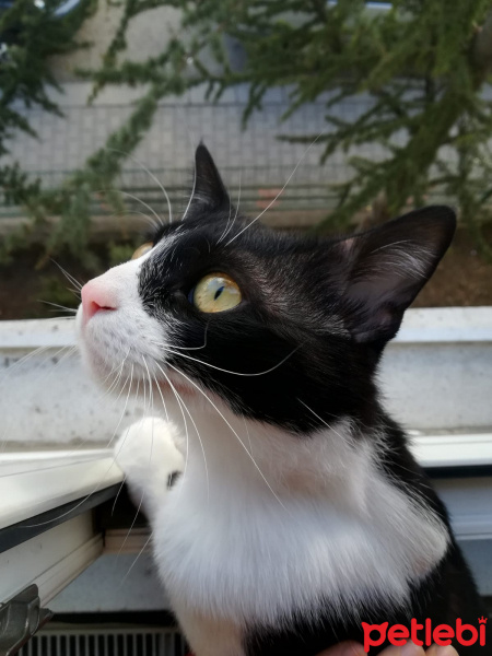 Tuxedo (Smokin) Kedi, Kedi  zeytin fotoğrafı