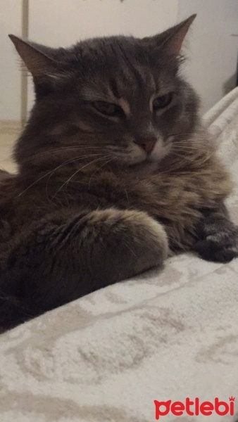 Sibirya Kedisi, Kedi  Gri fotoğrafı