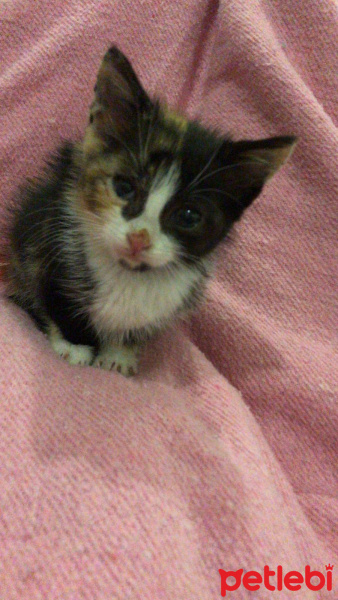 Tekir Kedi, Kedi  Atom fotoğrafı