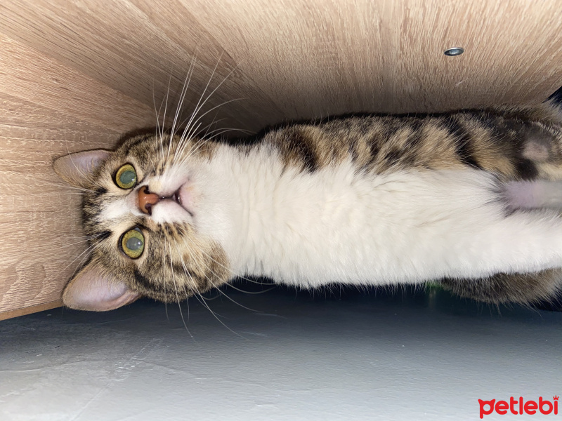 Tekir Kedi, Kedi  Mimik fotoğrafı