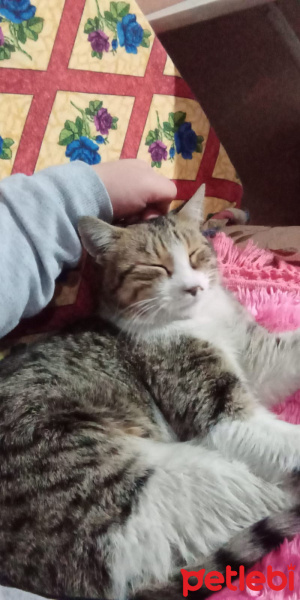 Tekir Kedi, Kedi  Dombi fotoğrafı