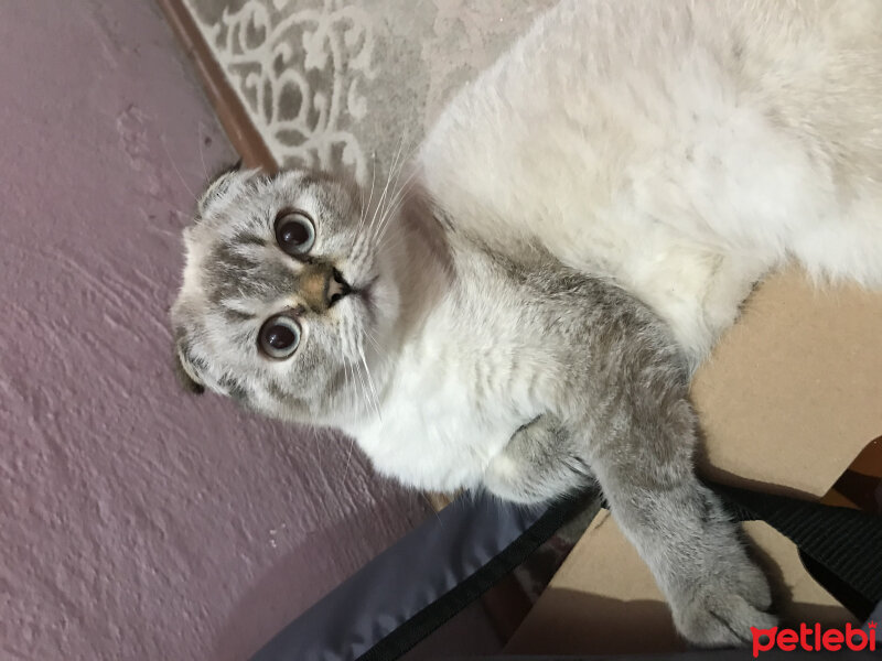 Scottish Fold, Kedi  Cookie fotoğrafı