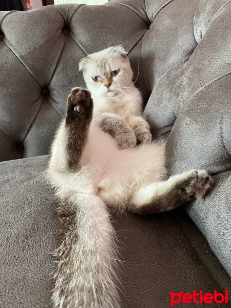 Scottish Fold, Kedi  Cookie fotoğrafı