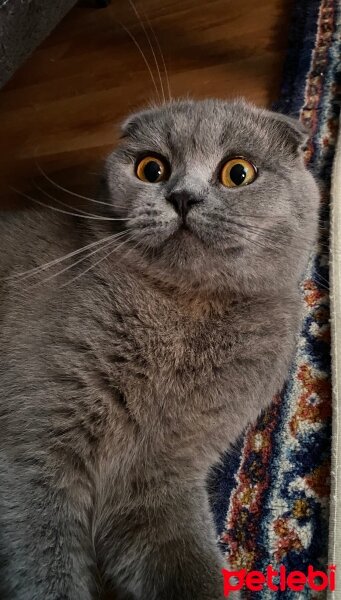 Scottish Fold, Kedi  Tobby fotoğrafı