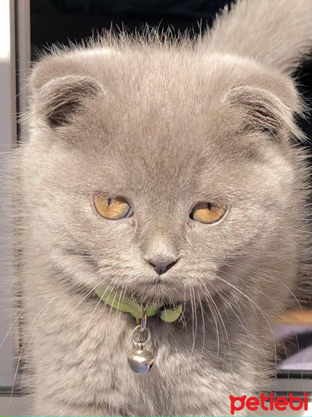 Scottish Fold, Kedi  LİLİ fotoğrafı