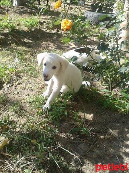 Labrador Retriever, Köpek  ATLAS  fotoğrafı