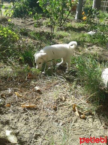 Labrador Retriever, Köpek  ATLAS  fotoğrafı