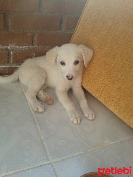 Labrador Retriever, Köpek  ATLAS  fotoğrafı