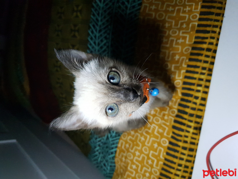 Siyam Kedisi, Kedi  Duman fotoğrafı