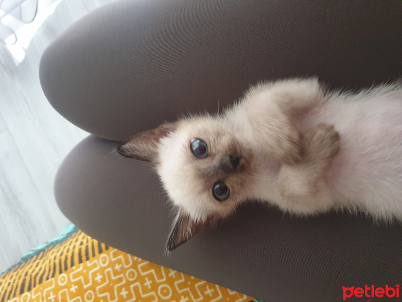 Siyam Kedisi, Kedi  Duman fotoğrafı