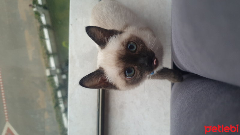 Siyam Kedisi, Kedi  Duman fotoğrafı