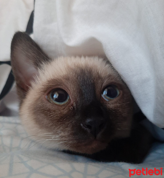 Siyam Kedisi, Kedi  Duman fotoğrafı