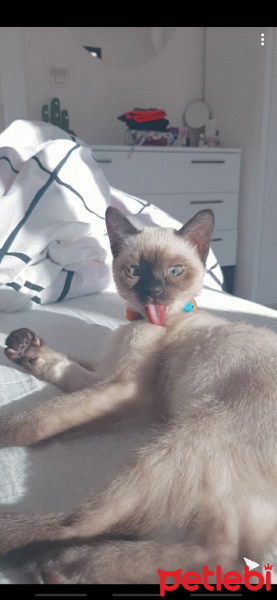 Siyam Kedisi, Kedi  Duman fotoğrafı
