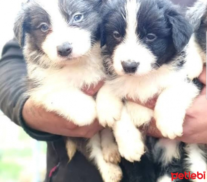 Border Collie, Köpek  Lizza fotoğrafı