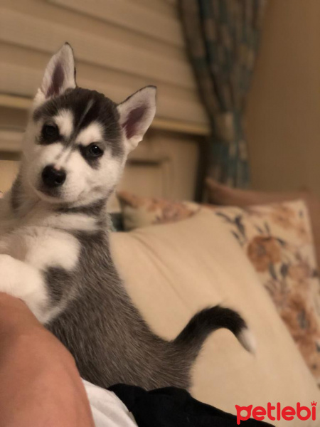 Sibirya Kurdu (Husky), Köpek  hector fotoğrafı