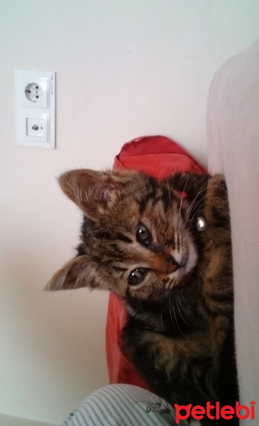 Tekir Kedi, Kedi  Mişa fotoğrafı