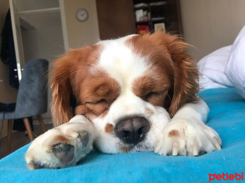 Cavalier King Charles Spanieli, Köpek  Loki fotoğrafı