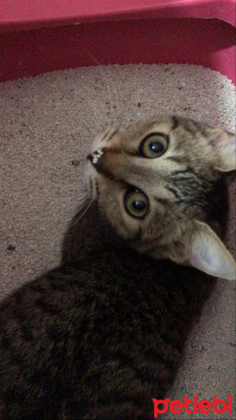 Tekir Kedi, Kedi  Zarife fotoğrafı