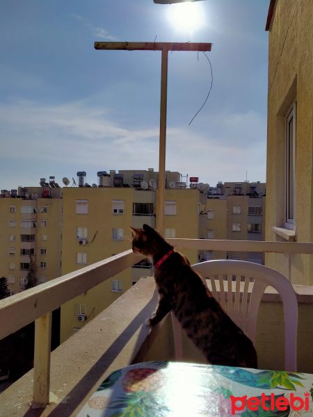 Egyptian Maular, Kedi  Lers fotoğrafı