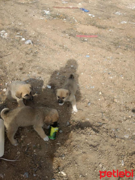 Golden Retriever, Köpek  8 tane yavru köpek fotoğrafı