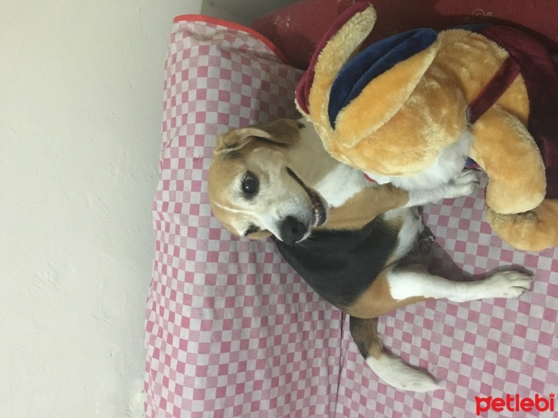 Beagle, Köpek  Bonya fotoğrafı