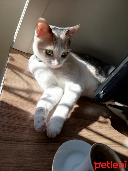 Tekir Kedi, Kedi  Lokum fotoğrafı