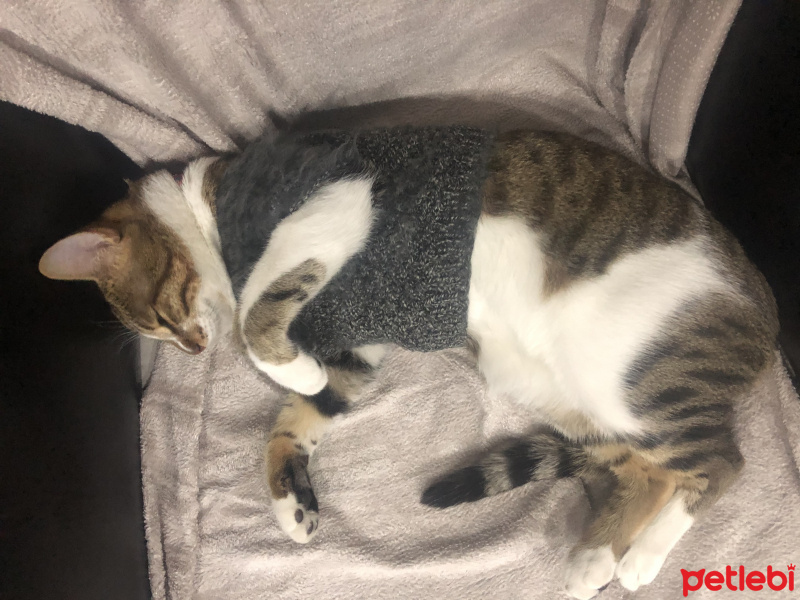 Tekir Kedi, Kedi  Toprak fotoğrafı