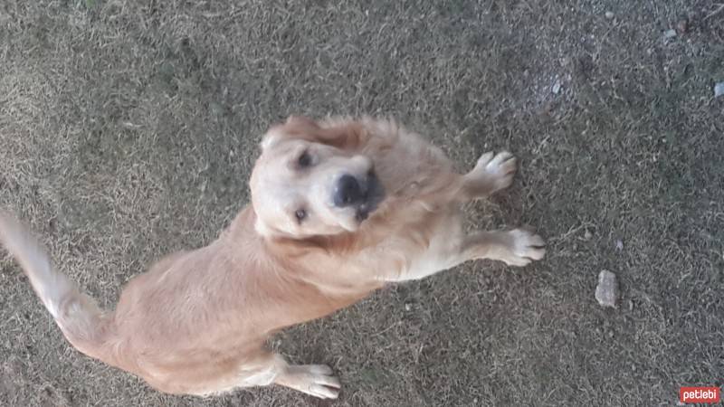 Golden Retriever, Köpek  ceviz fotoğrafı