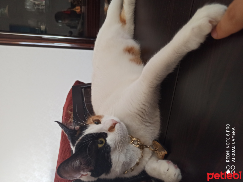 Tekir Kedi, Kedi  Lina fotoğrafı