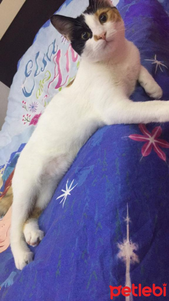 Tekir Kedi, Kedi  Lina fotoğrafı