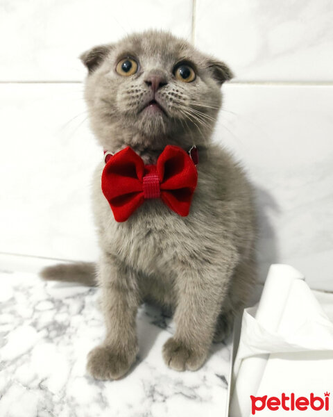 Scottish Fold, Kedi  Venüs fotoğrafı