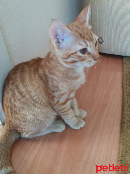 Sarman, Kedi  Tarçın fotoğrafı