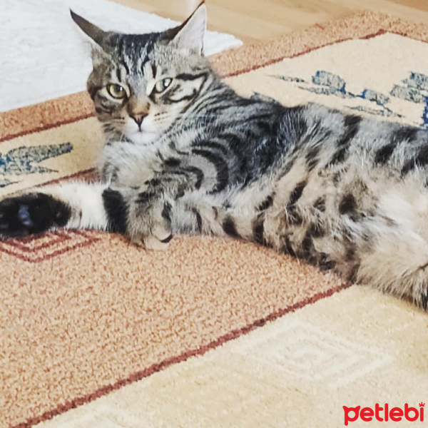 Tekir Kedi, Kedi  Miço fotoğrafı