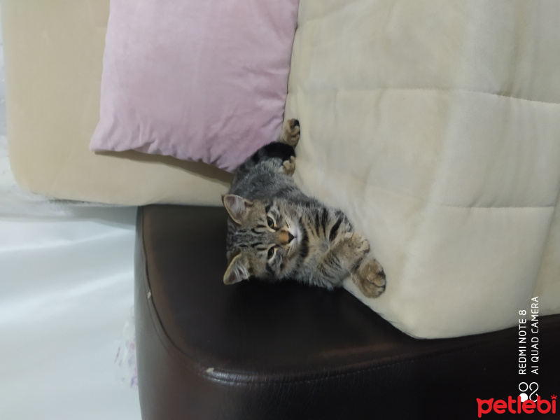 Tekir Kedi, Kedi  Miço fotoğrafı