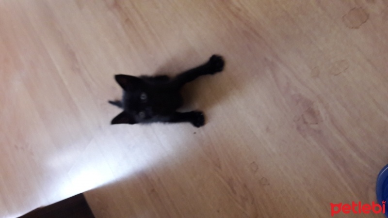 Tiffany/Chantilly, Kedi  Şans  fotoğrafı
