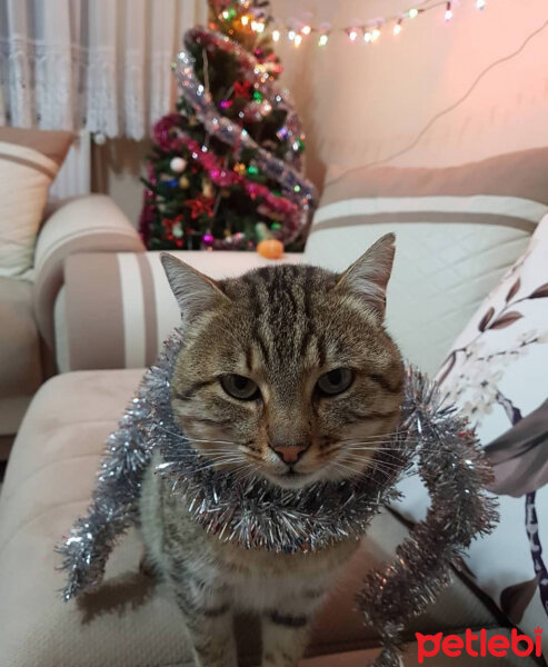 Tekir Kedi, Kedi  Ayşe bosdan fotoğrafı