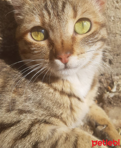 Tekir Kedi, Kedi  Ayşe bosdan fotoğrafı