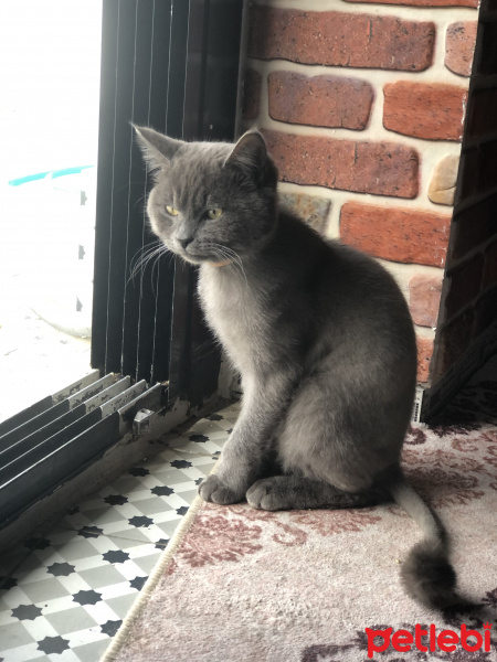 Scottish Fold, Kedi  Paşa fotoğrafı