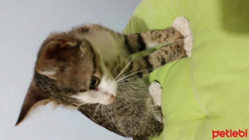 Tekir Kedi, Kedi  Alan ne koyarsa fotoğrafı