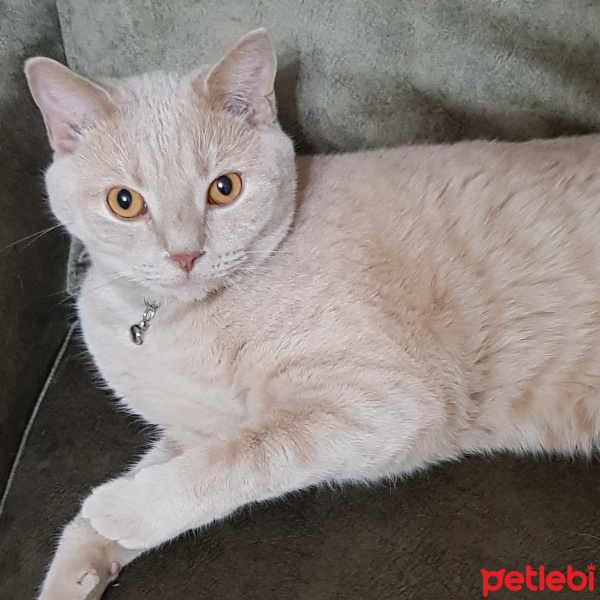 British Shorthair, Kedi  Susam fotoğrafı