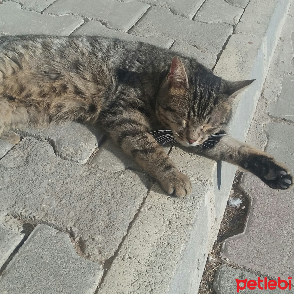 Tekir Kedi, Kedi  Simba fotoğrafı