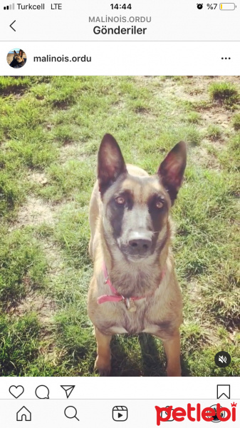 Belçika Malinois, Köpek  Şila fotoğrafı