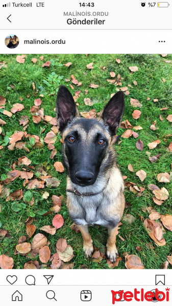 Belçika Malinois, Köpek  Şila fotoğrafı