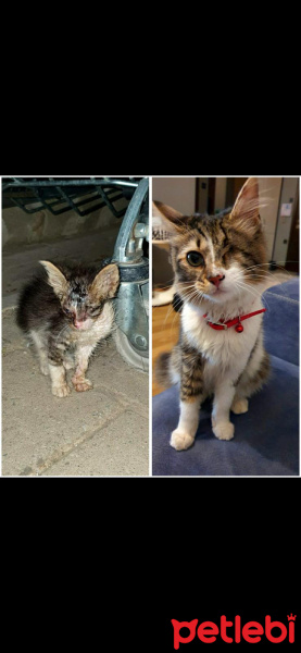 Tekir Kedi, Kedi  Dori fotoğrafı