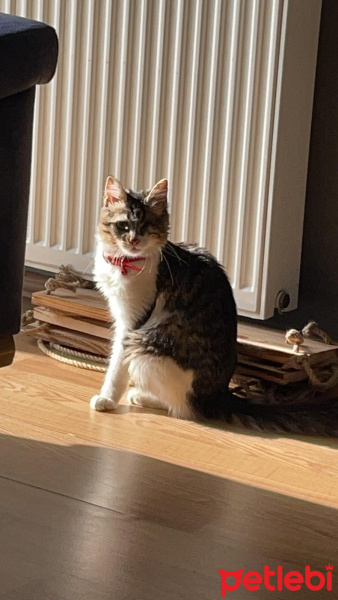 Tekir Kedi, Kedi  Dori fotoğrafı